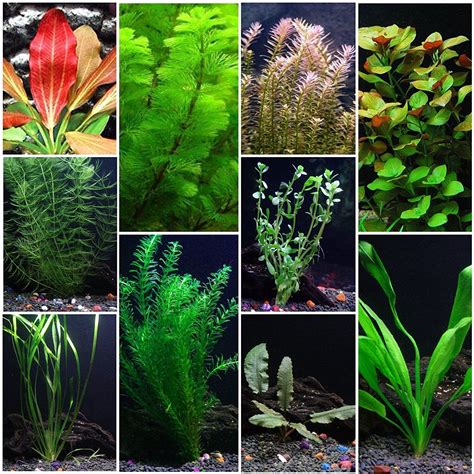 10 Species Aquarium Plant Bundle – Easy Freshwater Plants | Freshwater ...