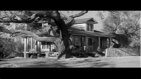 The tree in front of Boo Radley's house from the film "To Kill A ...