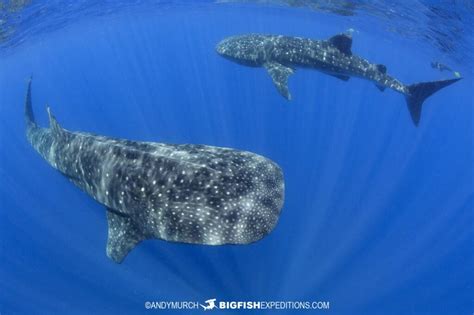 Snorkeling with Whale Sharks.