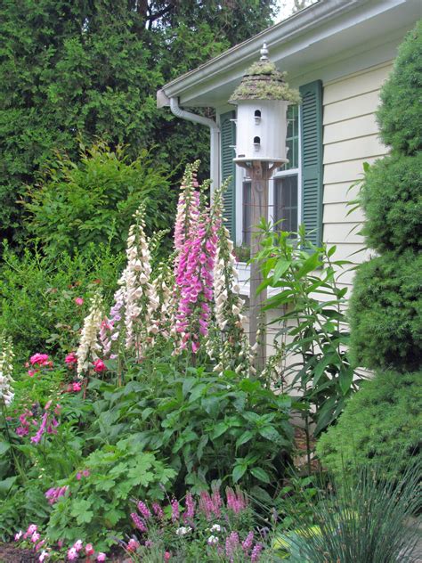 Foxglove Heaven | Flower garden plants, Foxglove, Garden