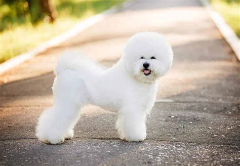 Bichon frisé: Adorable dog with high-maintenance grooming needs