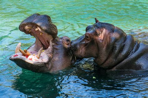 Hippo Kisses | The river hippopotamus habitat was the hip pl… | Flickr