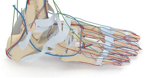 Complete Foot Anatomy 3D Model MAX OBJ 3DS FBX MA MB MTL - CGTrader.com