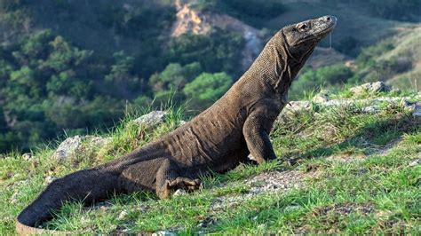 Indonesia’s komodo dragon originated in Australia | KidsNews