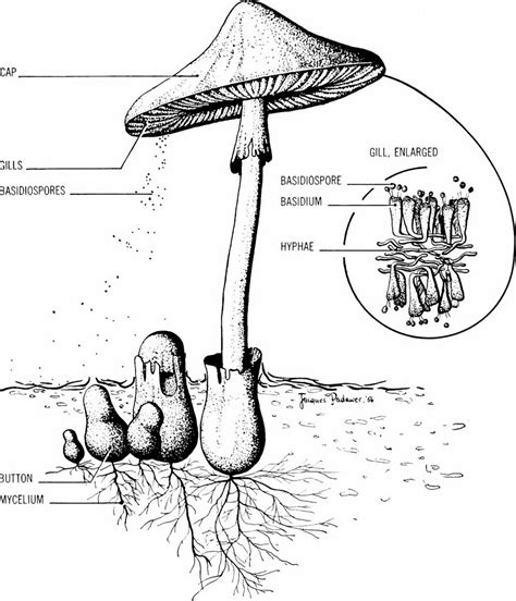 Basidiomycete, Basidium, And Basidiospores - Javatpoint