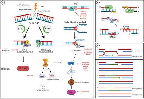 Frontiers | Targeting BRCA and DNA Damage Repair Genes in GI Cancers ...