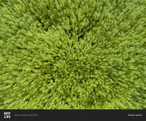 Aerial view of a cannabis field stock photo - OFFSET