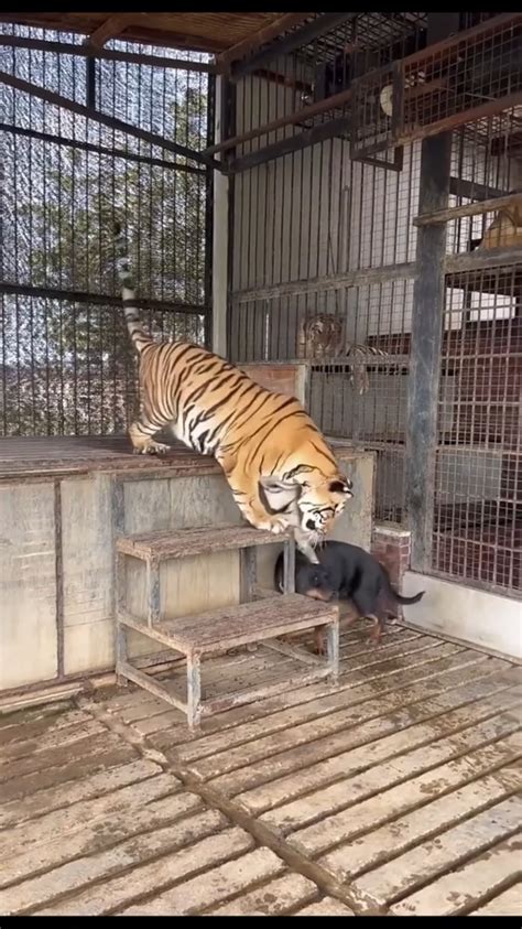 a dog and a tiger are bestfriends ️ : r/AnimalsBeingBros