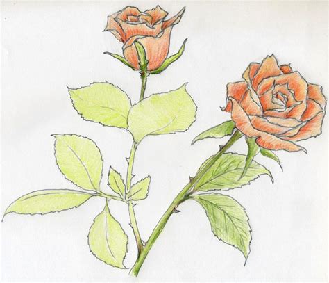 Drawn Roses In Color