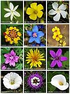 Caryophyllales - Wikipedia