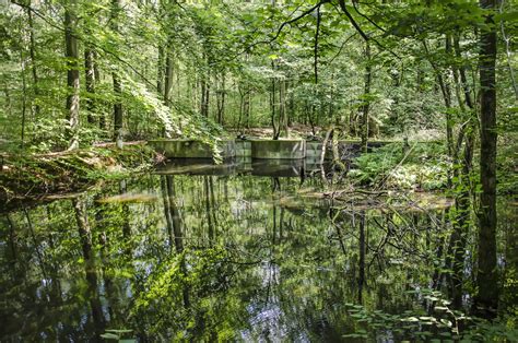 The 8 greatest forests in the Netherlands for a nature escape