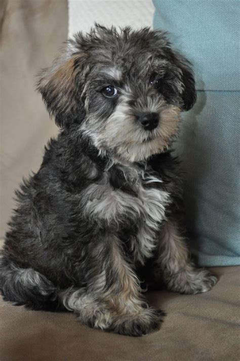 17 Best images about Schnoodle Puppies on Pinterest | Poodles ...