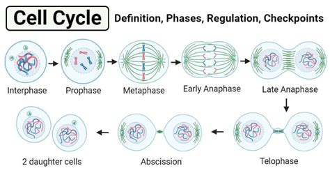 77 Best of What Do Cells Do In Interphase - insectza