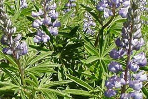 Silky Lupine | Sagebrush Nursery