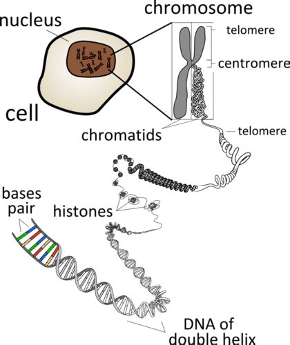 Important Notes For NEET Biology - Chromosome Structure