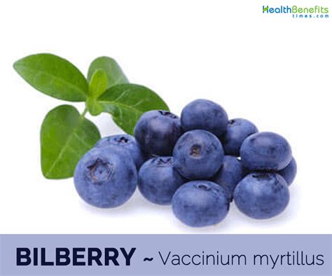 Bilberry facts and health benefits