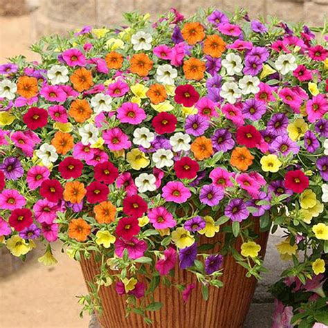 Calibrachoa Million Bells Collection plug x6 | Gardening Direct