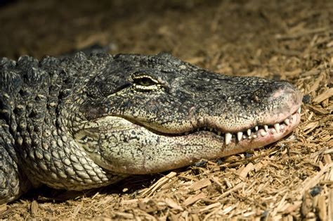 An American Alligator Shows His Teeth by Joel Sartore