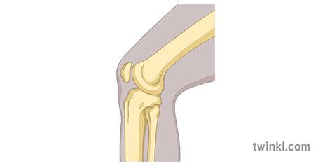 hinge joint tulang tulang diagram elmu sekundér Illustration - Twinkl