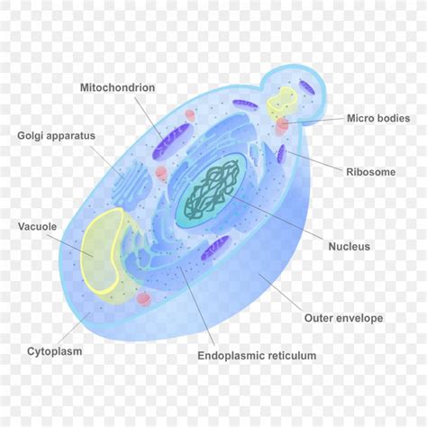 Structure Of Fungal Cell With Diagram Fungi