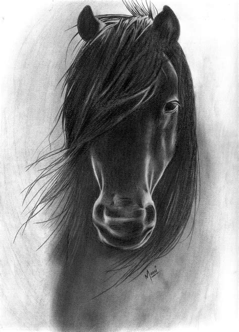 Charcoal Drawing Horse