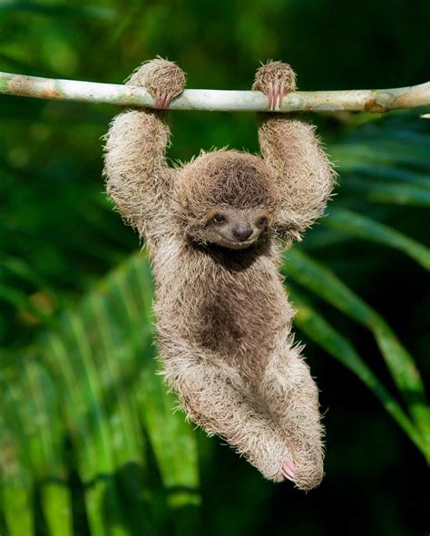 Costa Rican Baby Sloth Won the Love of Lonely Planet Fans | Q COSTA RICA