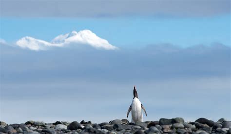 Antarctica Photography Tour by Darter Photography