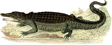 Vintage Alligator Image! - The Graphics Fairy