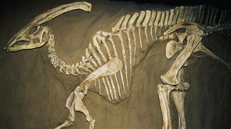 Top 78+ imagen fossil dinosaur - Abzlocal.mx