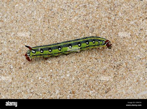 Spurge hawk moth larvae hi-res stock photography and images - Alamy