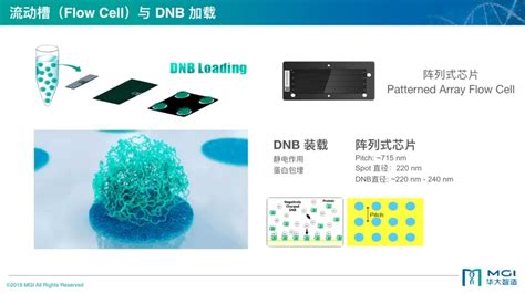 华大智造 DNBSEQ™测序技术原理 - YouTube