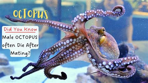 Amazing Facts About Octopuses: The Sea Monster | Devilfish | Eight ...