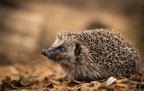 British Wildlife Photography Workshop Trai Anfield Photography