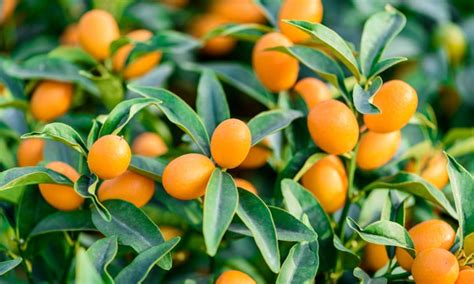 Kumquat Tree Care: How to Grow Kumquats - Epic Gardening