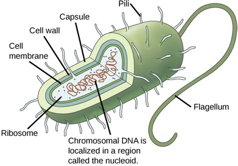 Cell Division | Biology I