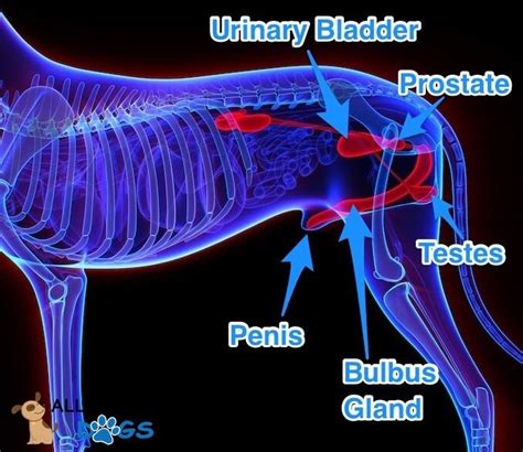 Male Dog Anatomy Diagram