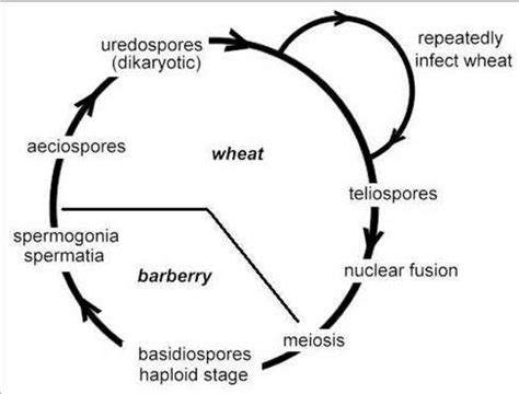 Describe the Life Cycle of Wheat Rust