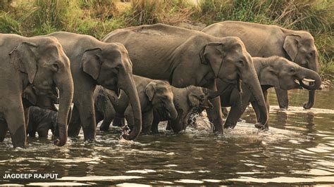 Elephants: Roaming with the Herd - NWF | Ranger Rick