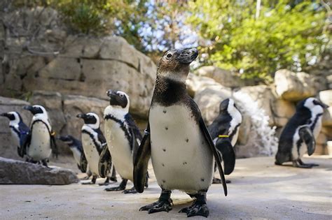 Penguin Days at the Dallas Zoo