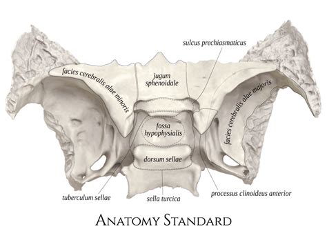 Sphenoid bone