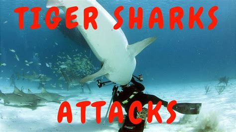 Tiger Sharks Attack - YouTube