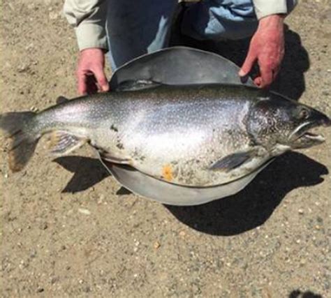 What a catch! Record lake trout caught in Quabbin Reservoir - masslive.com