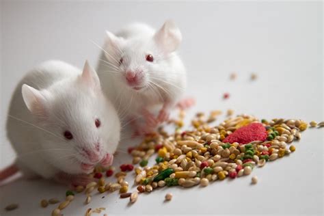 The Best Foods to Give Your Pet Mice » Petsoid