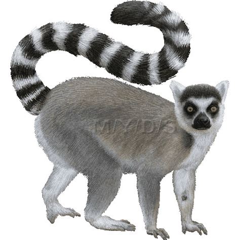 Ring tailed lemur clipart 20 free Cliparts | Download images on ...