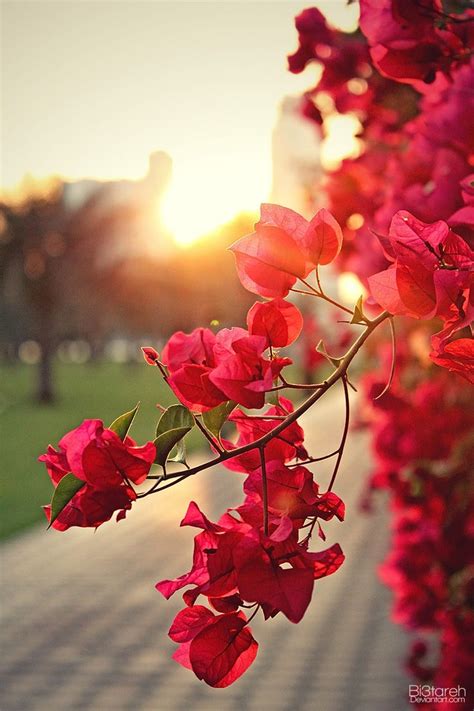 bougainvillea by bi3tareh.deviantart.com on @deviantART | Flowers ...