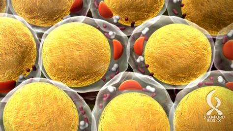 Hormone that controls maturation of fat cells discovered | Welcome to Bio-X