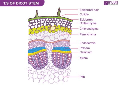 Primary Structure of Dicot Stem