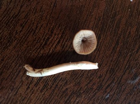 ID psilocybe ovoideocystidiata? - Mushroom Hunting and Identification ...