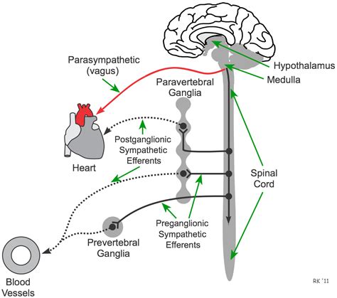 CV Pharmacology | Autonomic Ganglia