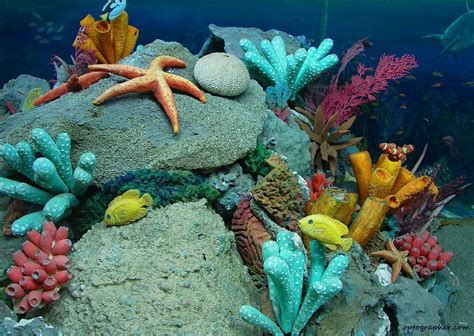 Sea Life Photo: Marine Life | Sea life wallpaper, Beautiful sea ...